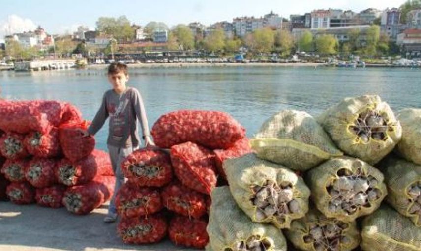 Türkiye'de Yenmiyor Ama İhracatta Bize Büyük Gelir Sağlıyor