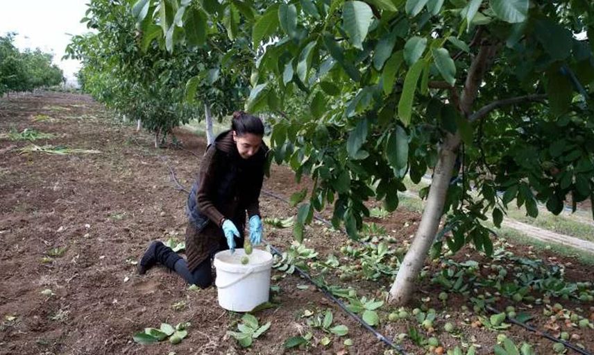 Tokat'ın Cevizi İle Ünlü İlçesi Niksar Cevizde Üretim Rekoru Kırıyor!