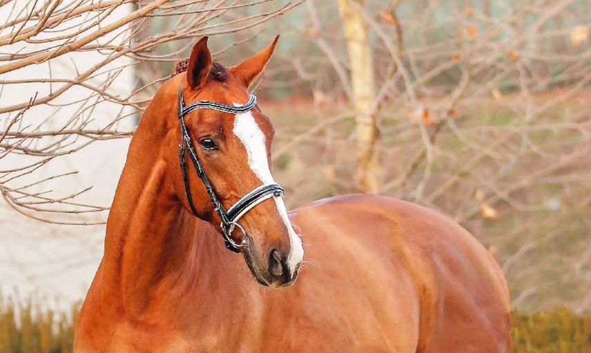 At Satışlarından Ekonomiye Milyonluk Katkı