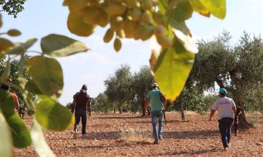 Antep Fıstığı İçin Tüfekle Nöbet Tutuyorlar
