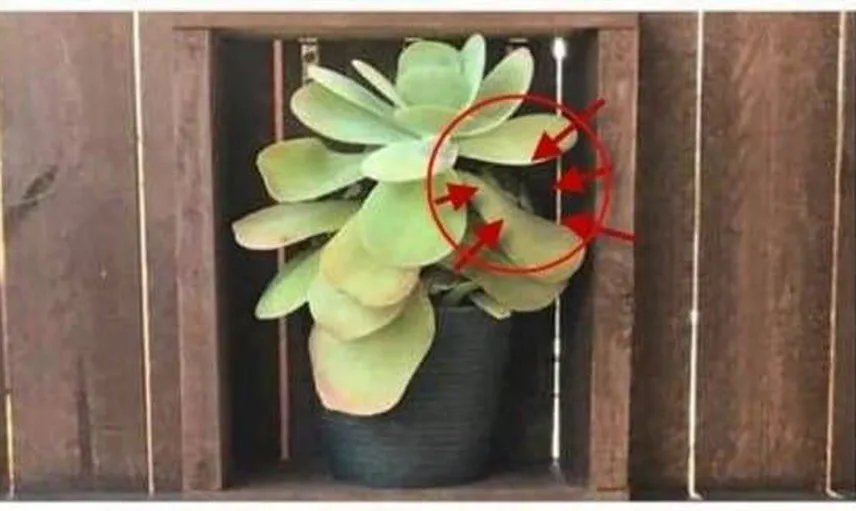 Fotoğraftaki Detayı Kimse Fark Göremiyor