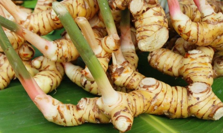 HAVLICANIN FAYDALARI NELERDİR?