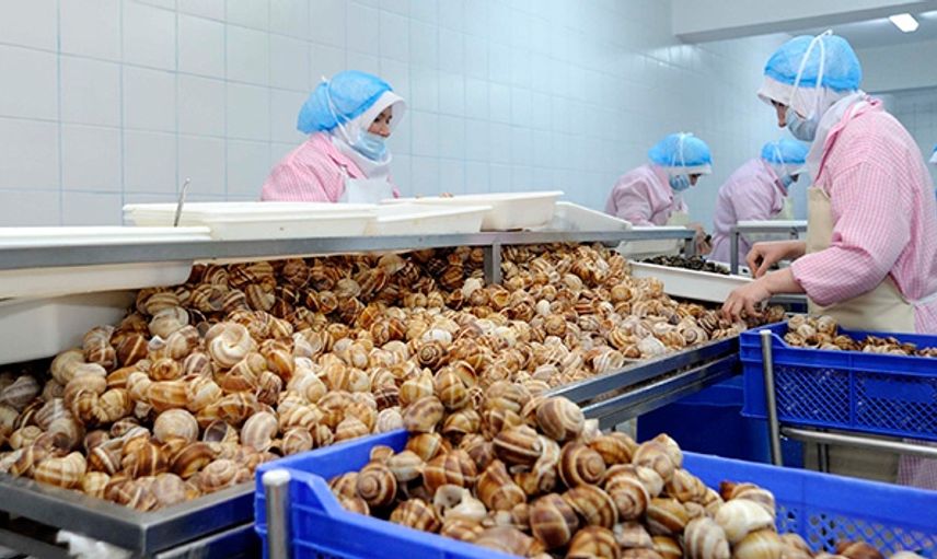 Türkiye'de Yenmiyor Ama İhracatta Bize Büyük Gelir Sağlıyor