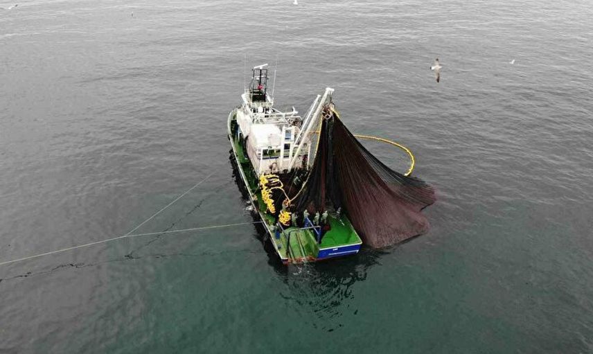 Böyle Bir Av Görülmedi! 40 Balıkçı Teknesi 40 Ton Hamsi Yakaladı