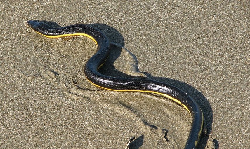 Dünyanın en tehlikeli yılanlarından birisi olan ve suyun altında yaşayan deniz yılanı ülkemizde de görüldü