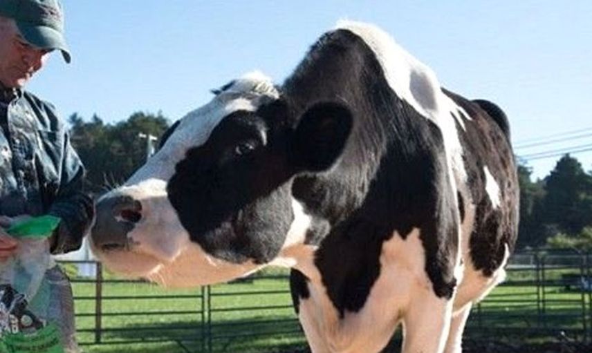 Görenler inanamıyor! 193 cm boyunda olan günde 380 litre su içen bu hayvanı sahibi doyuramıyor...