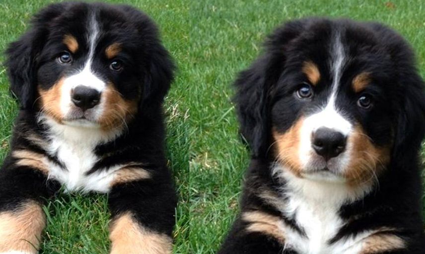 Tuvana Türkay köpeğini kurtarmak isterken ölümden dönüyordu