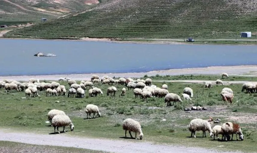 Kayseri'de 4 Bin Lira Aylıkla Çalışacak Çoban Bulamıyor