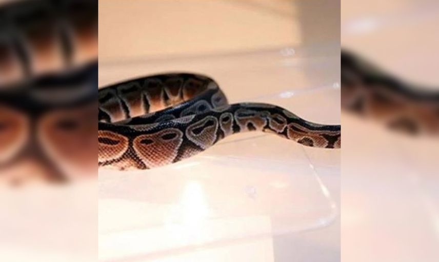 Klozete saklanan piton korku dolu anlar yaşattı