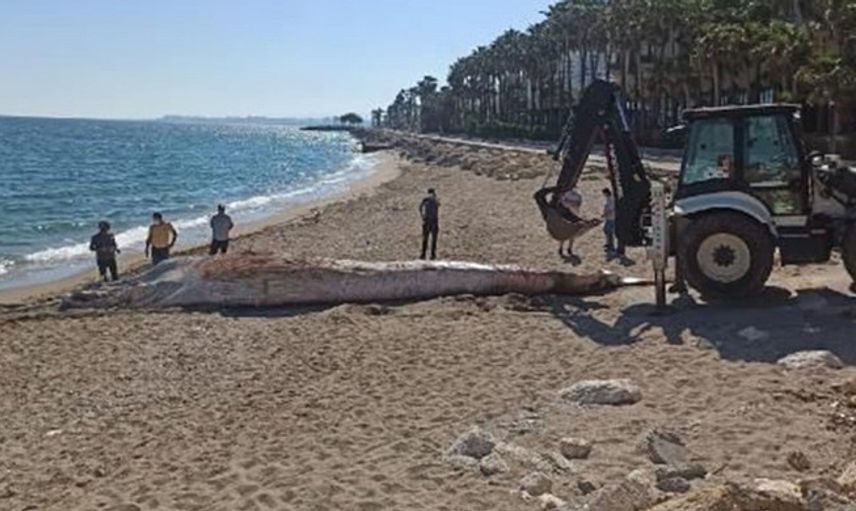 Mersin Sahiline 8 Metre Oluklu Beyaz Balina Vurdu