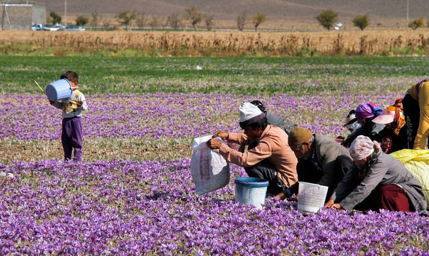 Safran Hasadı Başladı: Kilosu 60 Bin Liradan Satışa Sunulacak