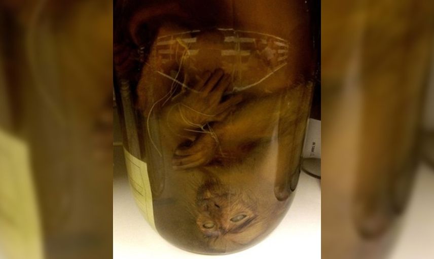 Gizli tünelden çıkanları görenler gözlerine inanamadı