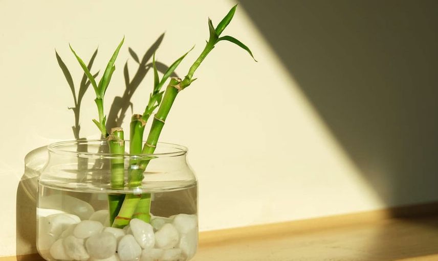 Bambu Bakımı Nasıl Olmalı?