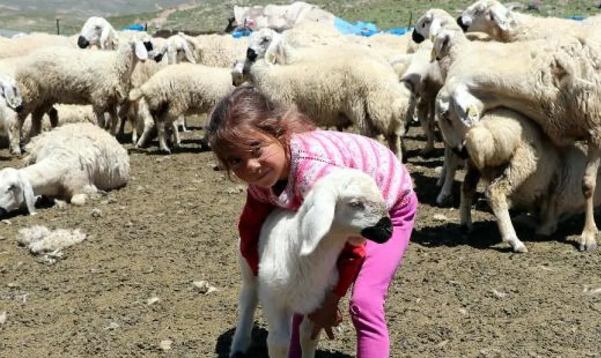 Kayseri'de 4 Bin Lira Aylıkla Çalışacak Çoban Bulamıyor
