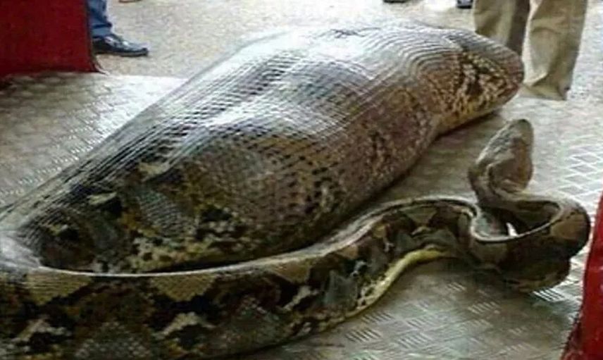 Dünyayı dehşete düşüren görüntüler! Dev piton zavallı kadını tek lokmada diri diri yuttu...