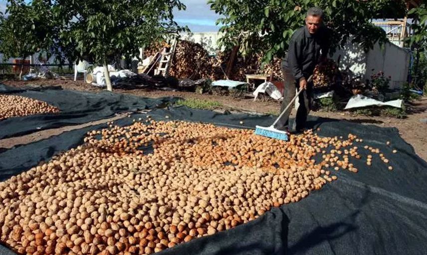 Tokat'ın Cevizi İle Ünlü İlçesi Niksar Cevizde Üretim Rekoru Kırıyor!