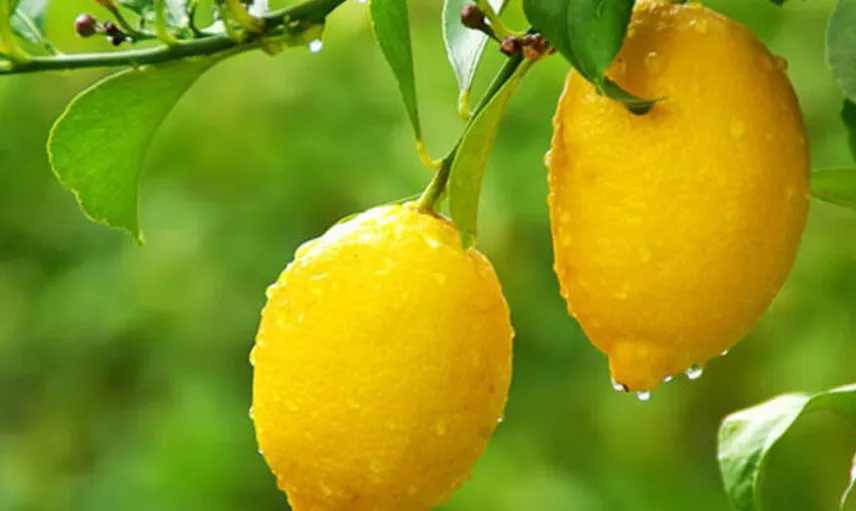 Limon Buzlukta Nasıl Saklanır?