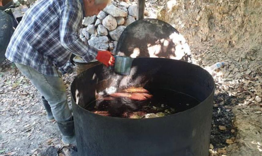 Hatay'da Defne Yaprağı Yağı Çok Kaznadırıyor! Kilosu 120 TL