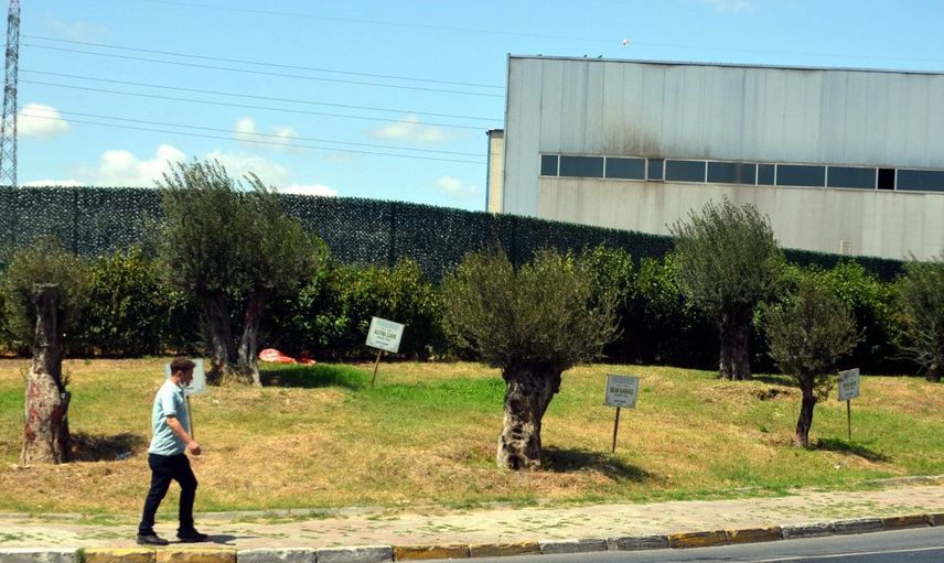 Avcılar'da Öldürülen Kadınların Anısını Dikilen Zeytin Ağaçlarının Tabelaları Çalındı