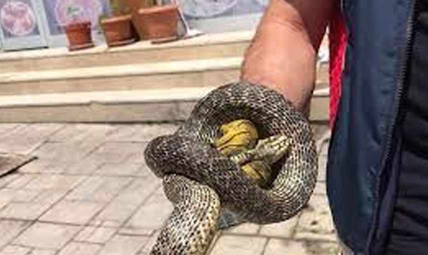 Havalar ısındıkça yılanlar çığrından çıktı sokaklar önü yılan kaynıyor... Tokat'ta korkunç görüntü yetkililer hangisine koşacak