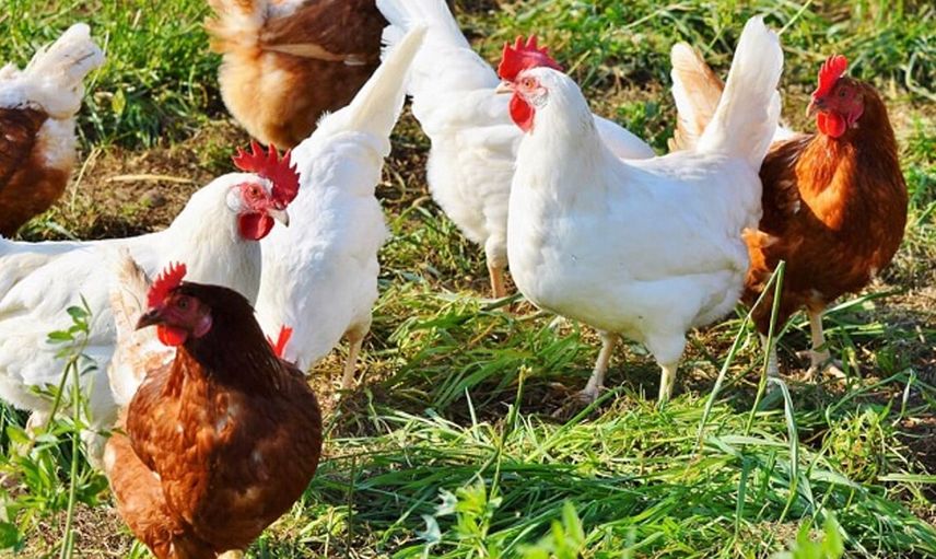 Elektrik Kesintisi Genç Girişimcinin 500 Bin Lirasına Mal Oldu