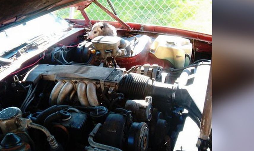 Motordan ses geliyor diye kenara çekti... kaputu açtığında şok olup bayıldı!