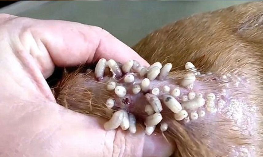 Veteriner köpeğin derisinden yüzlerce canlı kurdu tek hamlede çıkardı!