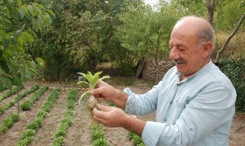 Tokat'ta Zambak Satarak Para Kazanıyor