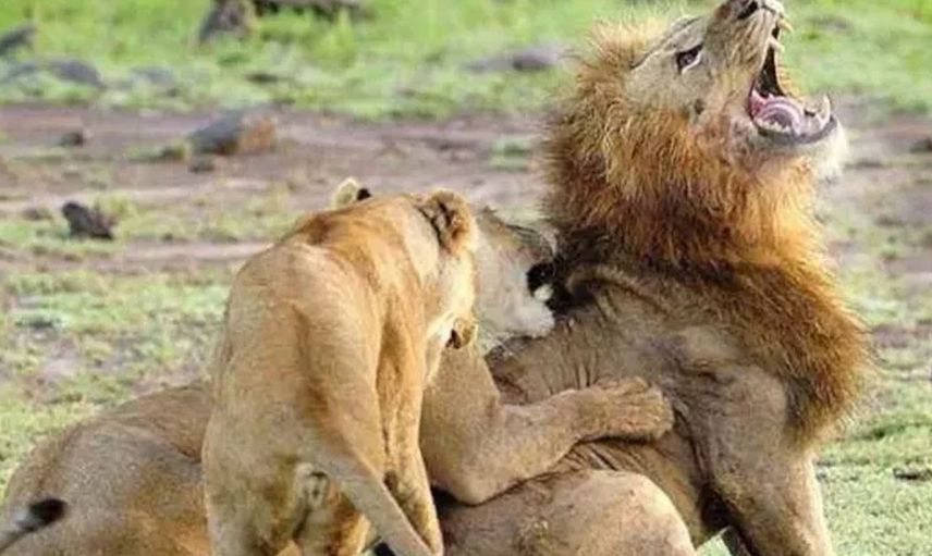 Ormanların kralının zor anları! Aslan öyle durumlarla karşı karşıya kaldı ki geyik haline üzüldü gel beni ye dedi