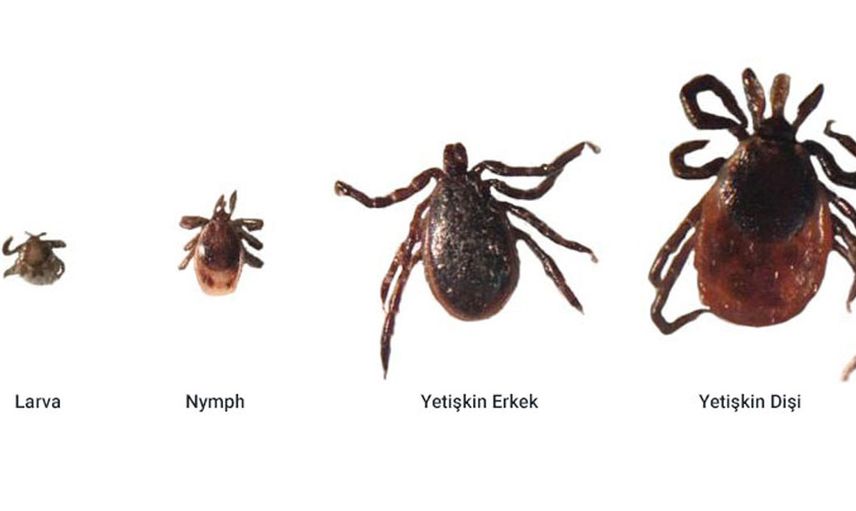 8 ilde kene alarmı! Türkiye’de tam 55 türü var! En çok bu illerde görülüyor... Dikkat edin