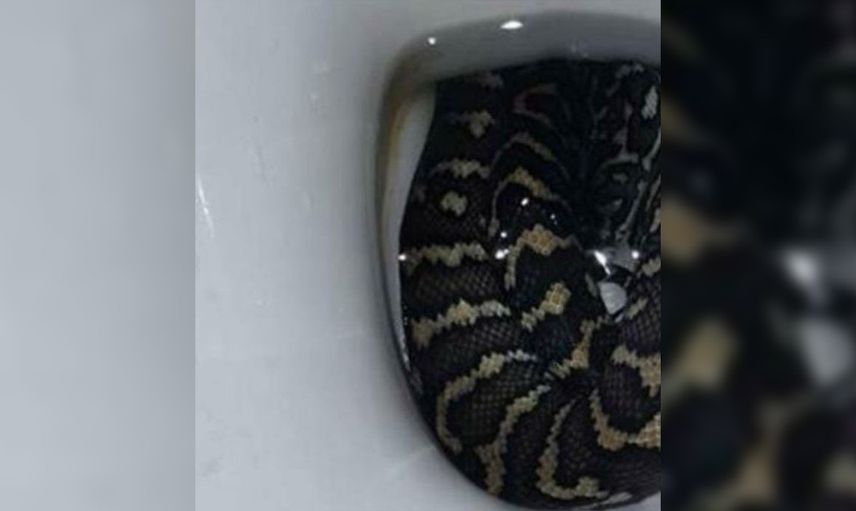 Klozete saklanan piton korku dolu anlar yaşattı
