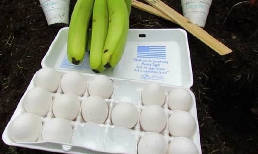 Toprağa yumurta bırakın 6 hafta sonra bakın ne olacak! Gözlerinize inanamayacaksınız