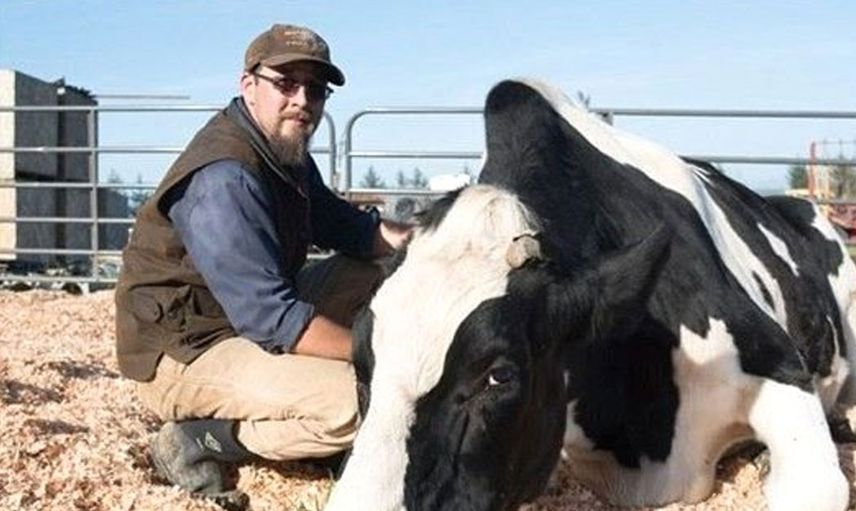 Görenler inanamıyor! 193 cm boyunda olan günde 380 litre su içen bu hayvanı sahibi doyuramıyor...