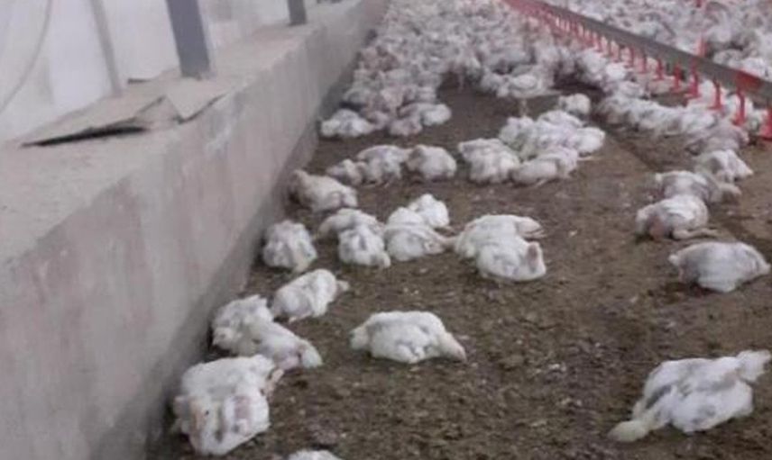 Elektrik Kesintisi Genç Girişimcinin 500 Bin Lirasına Mal Oldu