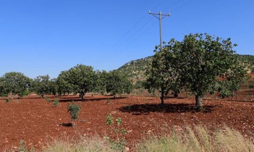 Şanlıurfa'da 8 Yaşında Tarlada Vurulan Çocukla İlgili Gerçek Ortaya Çıktı