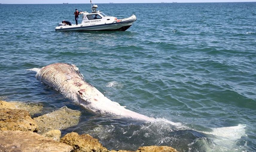 Mersin Sahiline 8 Metre Oluklu Beyaz Balina Vurdu