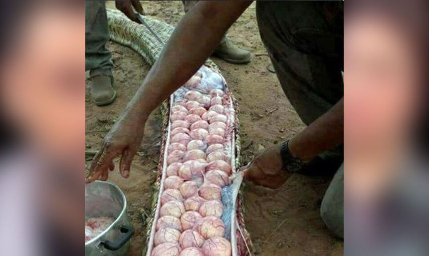 Buzağı yediği sanılan yılanın karnından çıkanlar herkesi dehşete düşürdü