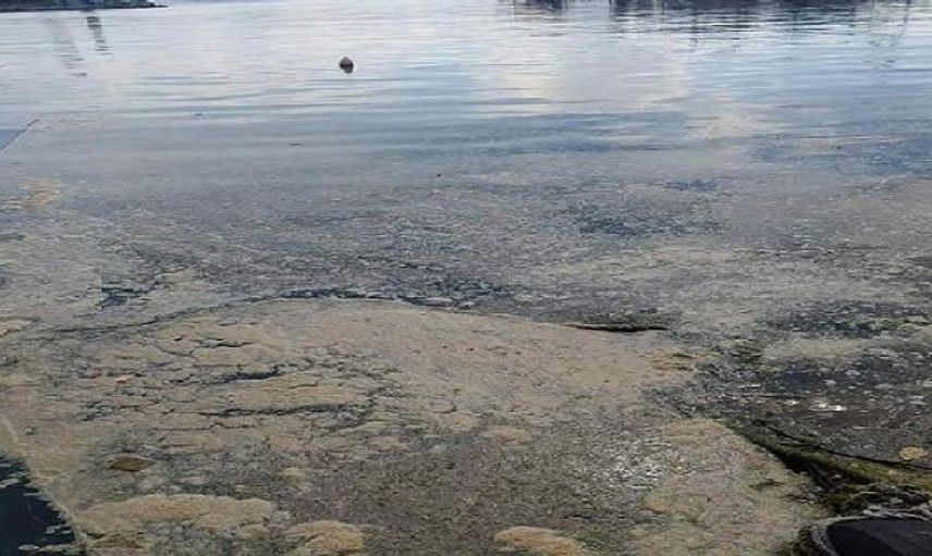 Tehlike Giderek Büyüyor! Deniz Salyası Karadeniz'de!