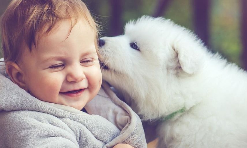 Köpekleri hamile kadının karnına bakıp havlamaya Başladı! Hastaneye gidince gerçeği öğrendiler