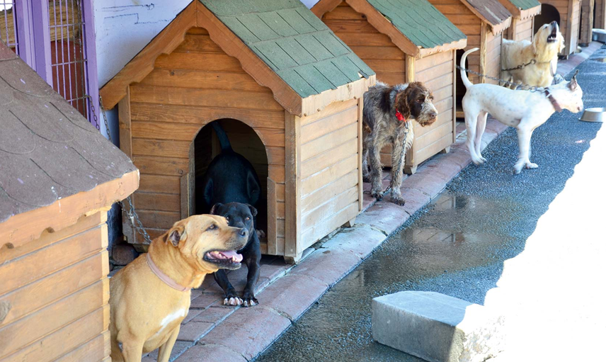 Adana'da Köpeğine Şiddet Uygulayan Kadına Şaşırtan Ceza
