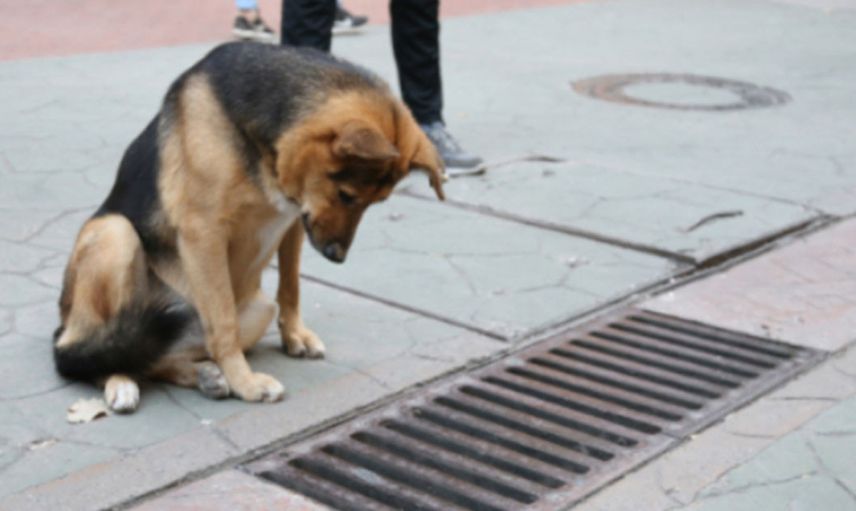 İstanbul’da korkutan olay! Köpeğe yaptıkları ağızları açık bıraktı! Linç edilmekten son anda kurtuldu