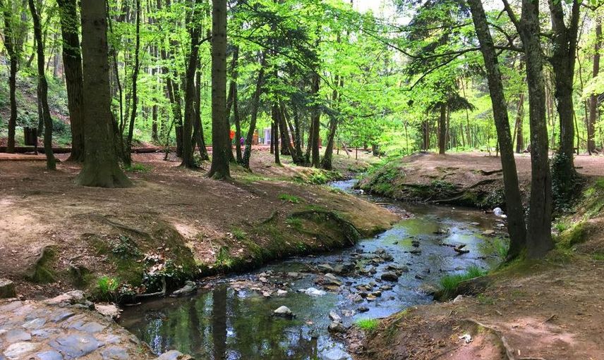 Belgrad Ormanı'nda Üzücü Görüntüler: Yasakları Hiçe Saydılar!