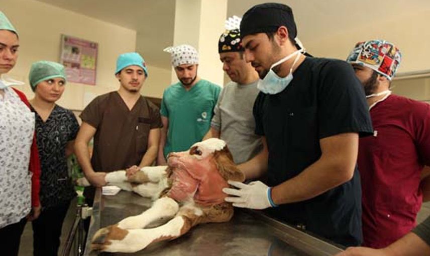 Bilim insanlarının incelediği üç çeneli doğan buzağının 15 tuhaf fotoğrafı