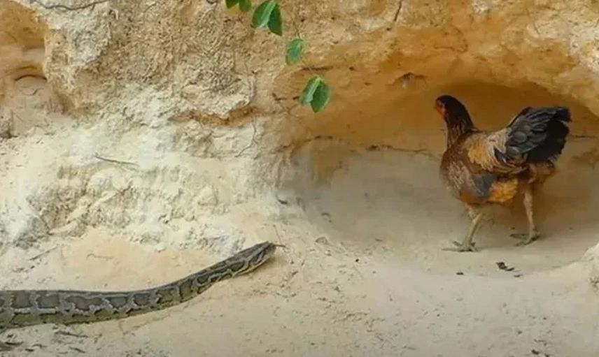 Anne tavuğun pitona karşı yavrularını koruyuşu sosyal medyada gündem oldu