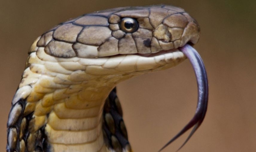 Dünyanın korkulu rüyası geri döndü! 12 dakika içinde 22 insanı öldürüyor