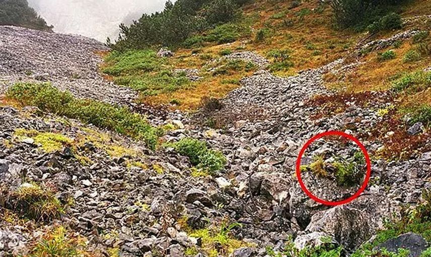 Ne güzel değil mi yeşil, yeşil... Peki ayrıntıyı fark edebildiniz mi?