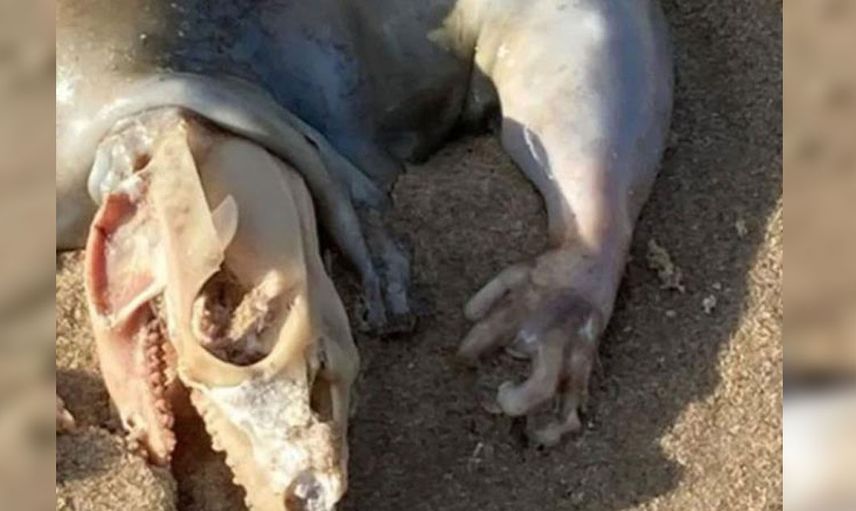 Avusturalya’da bulunan bu tuhaf yaratık dünya gündemine oturdu