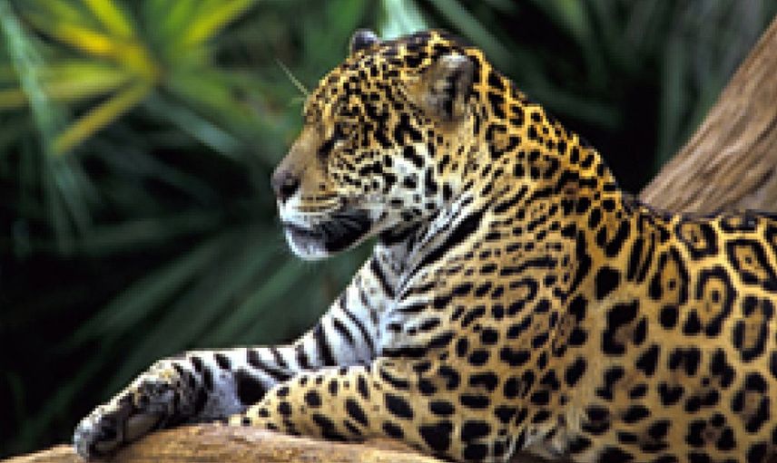 Leopar saldırdı