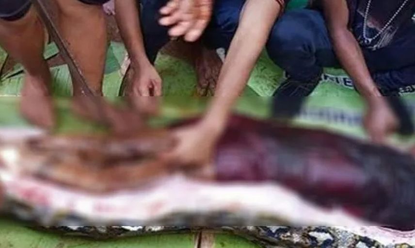 Dünyayı dehşete düşüren görüntüler! Dev piton zavallı kadını tek lokmada diri diri yuttu...