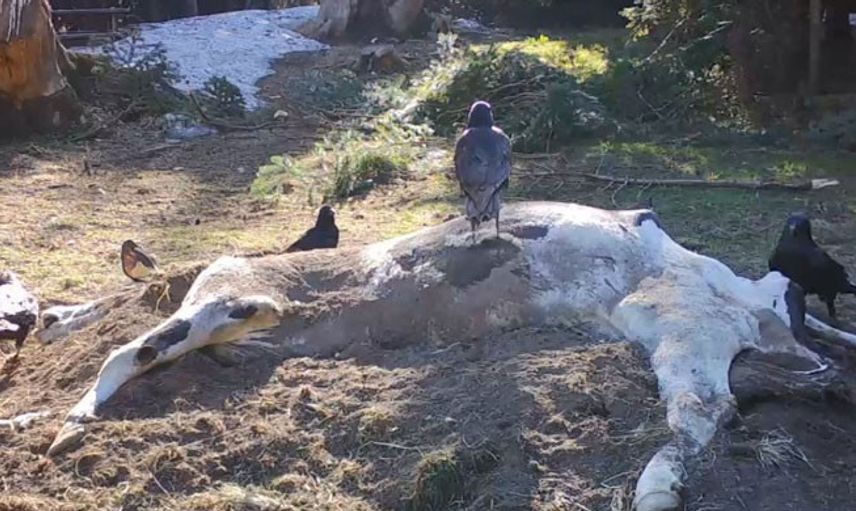 Ölen İneğini Bağışladı! İsrafı Önledi